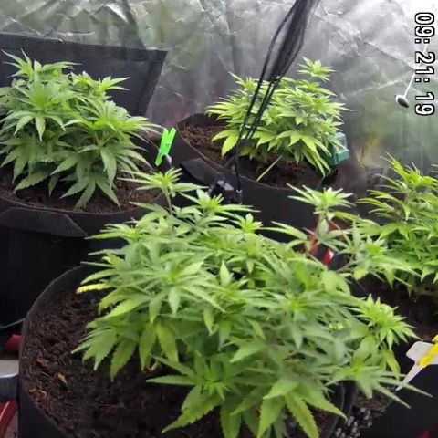 Californian Gold - Lili - 62 j - 9 sem. growlog photo: Gros feed ce matin mais arrosage rapide