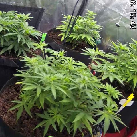 Californian Gold - Lili - 62 j - 9 sem. growlog photo: Ce matin au reveil