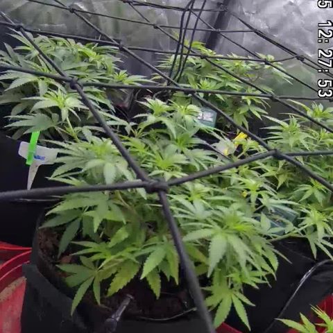 Californian Gold - Lili - 62 j - 9 sem. growlog photo: Scrog posé + arrosage automatique