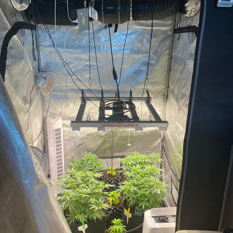 Californian Gold - Lili - 62 j - 9 sem. growlog photo: La nouvelle tente AC Infinity 