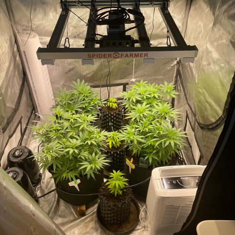 Californian Gold - Lili - 62 j - 9 sem. growlog photo: La nouvelle tente AC Infinity 