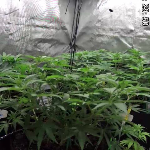Californian Gold - Lili - 62 j - 9 sem. growlog photo: Après defoliate et pruning