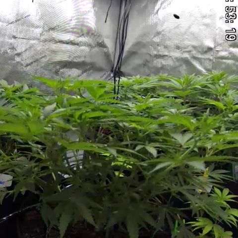 Californian Gold - Lili - 62 j - 9 sem. growlog photo: Dans la journée 13:00