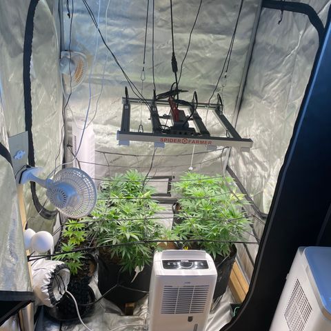 Californian Gold - Lili - 62 j - 9 sem. growlog photo: Scrog posé et passage en 12/12 après arrosage eau sans nutes.