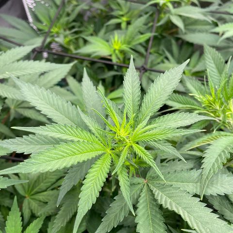 Californian Gold - Lili - 62 j - 9 sem. growlog photo: Début 2e semaine de Flo.