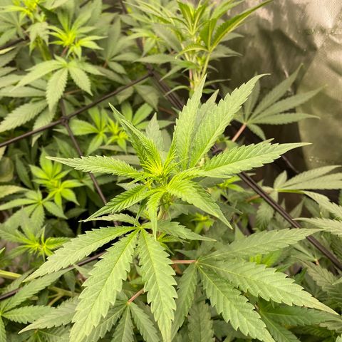 Californian Gold - Lili - 62 j - 9 sem. growlog photo: Début 2e semaine de Flo.