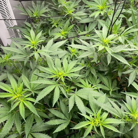 Californian Gold - Lili - 62 j - 9 sem. growlog photo: Début 2e semaine de Flo.