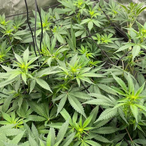 Californian Gold - Lili - 62 j - 9 sem. growlog photo: Début 2e semaine de Flo.