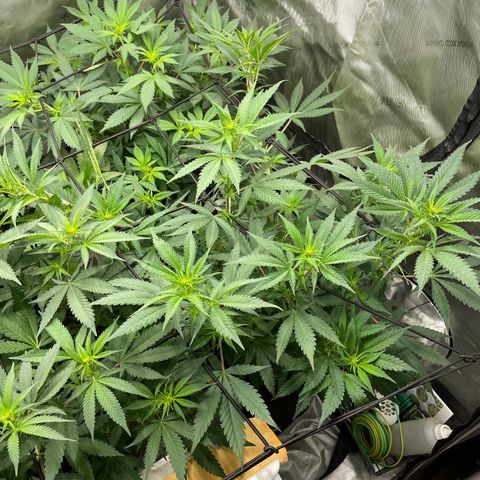 Californian Gold - Lili - 62 j - 9 sem. growlog photo: Début 2e semaine de Flo.