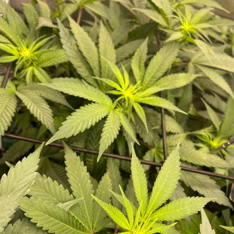 Californian Gold - Lili - 62 j - 9 sem. growlog photo: Débuts de fleurs 🌺 