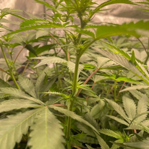 Californian Gold - Lili - 62 j - 9 sem. growlog photo: Débuts de fleurs 🌺 