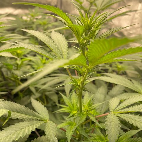 Californian Gold - Lili - 62 j - 9 sem. growlog photo: Débuts de fleurs 🌺 