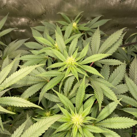 Californian Gold - Lili - 62 j - 9 sem. growlog photo: Début quatrième semaine.