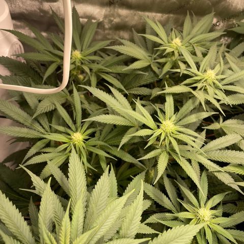 Californian Gold - Lili - 62 j - 9 sem. growlog photo: Début quatrième semaine.