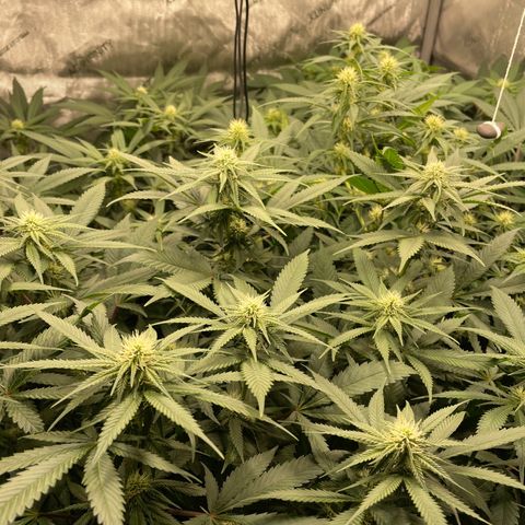Californian Gold - Lili - 62 j - 9 sem. growlog photo: Début quatrième semaine.