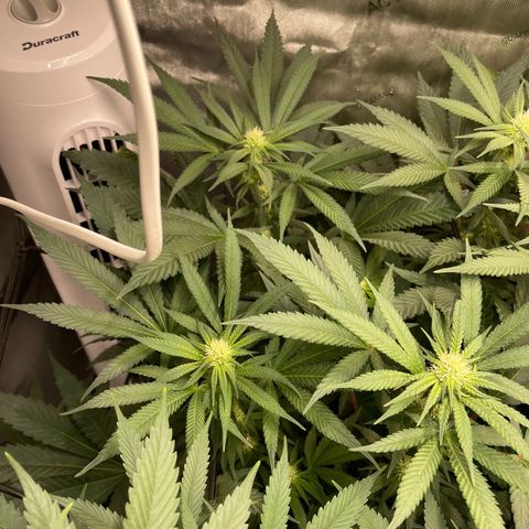 Californian Gold - Lili - 62 j - 9 sem. growlog photo: Début quatrième semaine.