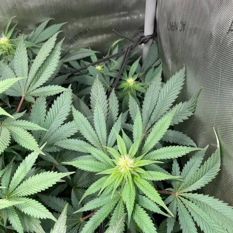 Californian Gold - Lili - 62 j - 9 sem. growlog photo: Début quatrième semaine.