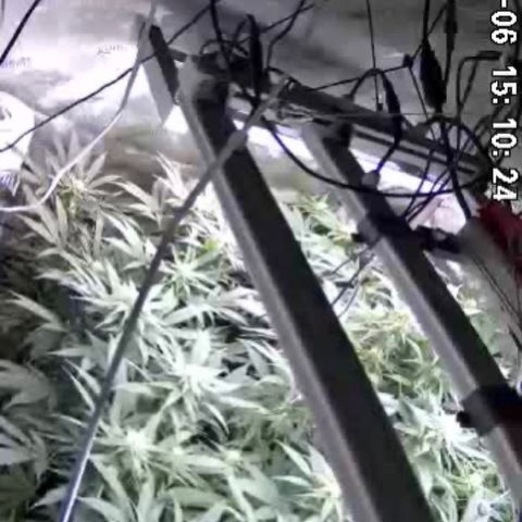 Californian Gold - Lili - 62 j - 9 sem. growlog photo: Niello 300 watts.