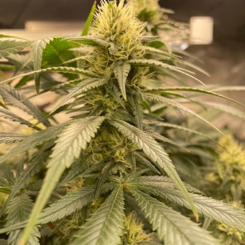 Californian Gold - Lili - 62 j - 9 sem. growlog photo: Milieu vers fin cinquième semaine. Brûlure de l’arrosage à 3000 ppm + condensation a l’allumage.