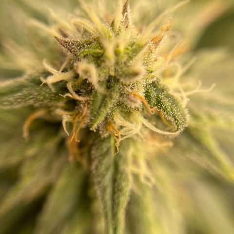 Californian Gold - Lili - 62 j - 9 sem. growlog photo: Milieu vers fin cinquième semaine. Brûlure de l’arrosage à 3000 ppm + condensation a l’allumage.
