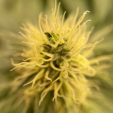 Californian Gold - Lili - 62 j - 9 sem. growlog photo: Milieu vers fin cinquième semaine. Brûlure de l’arrosage à 3000 ppm + condensation a l’allumage.