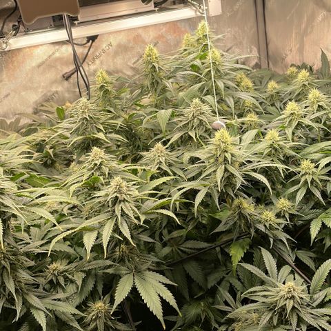 Californian Gold - Lili - 62 j - 9 sem. growlog photo: Milieu vers fin cinquième semaine. Brûlure de l’arrosage à 3000 ppm + condensation a l’allumage.