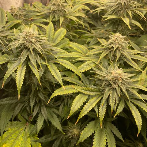 Californian Gold - Lili - 62 j - 9 sem. growlog photo: Carences Whish
