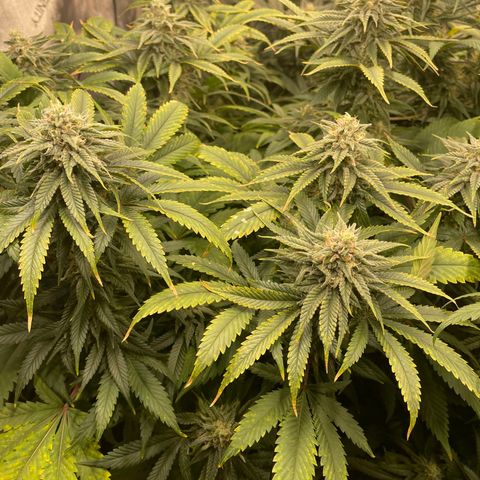 Californian Gold - Lili - 62 j - 9 sem. growlog photo: Carences Whish