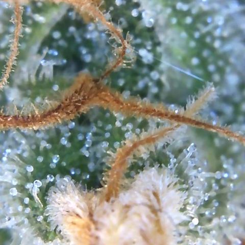 Californian Gold - Lili - 62 j - 9 sem. growlog photo: Bientôt la récolte 👍 