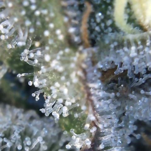 Californian Gold - Lili - 62 j - 9 sem. growlog photo: Bientôt la récolte 👍 