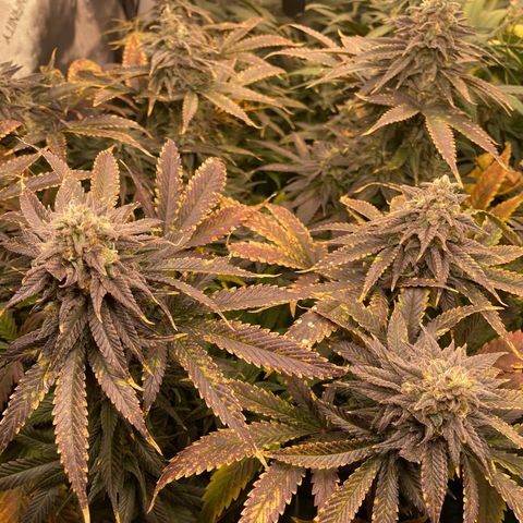 Californian Gold - Lili - 62 j - 9 sem. growlog photo: Bientôt la récolte 👍 