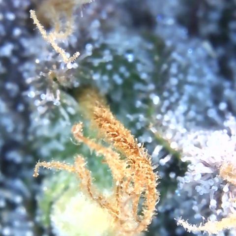Californian Gold - Lili - 62 j - 9 sem. growlog photo: Bientôt la récolte 👍 