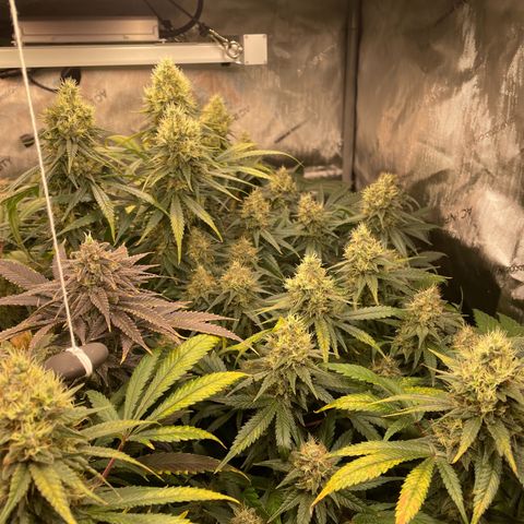 Californian Gold - Lili - 62 j - 9 sem. growlog photo: Bientôt la récolte 👍 