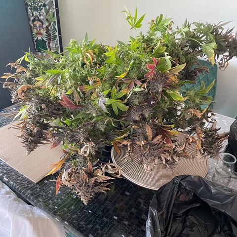 Californian Gold - Lili - 62 j - 9 sem. growlog photo: Récolte de Wish