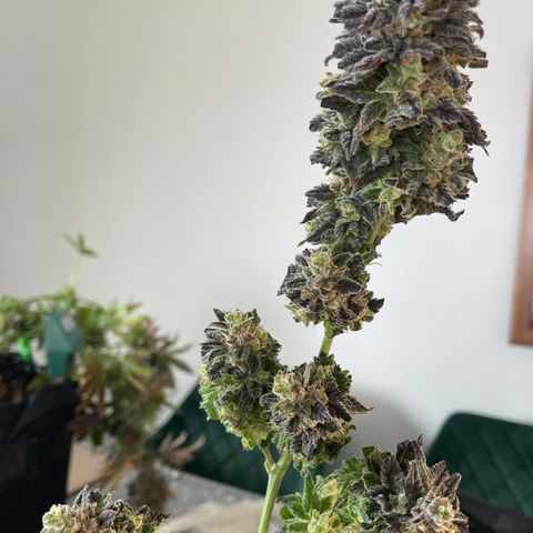 Californian Gold - Lili - 62 j - 9 sem. growlog photo: Récolte de Wish