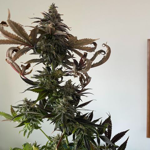 Californian Gold - Lili - 62 j - 9 sem. growlog photo: Récolte de Wish