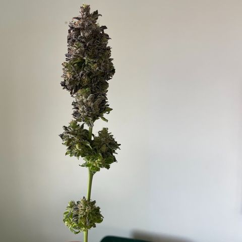 Californian Gold - Lili - 62 j - 9 sem. growlog photo: Récolte de Wish