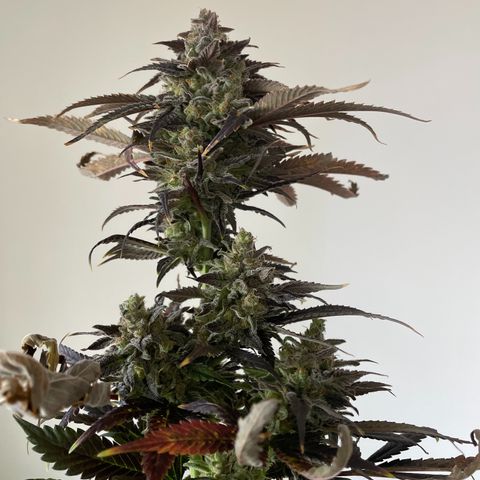 Californian Gold - Lili - 62 j - 9 sem. growlog photo: Récolte de Wish