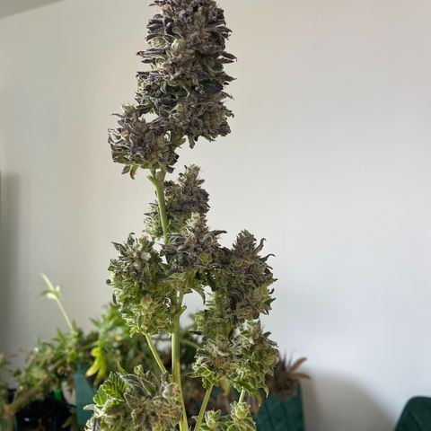 Californian Gold - Lili - 62 j - 9 sem. growlog photo: Récolte de Wish