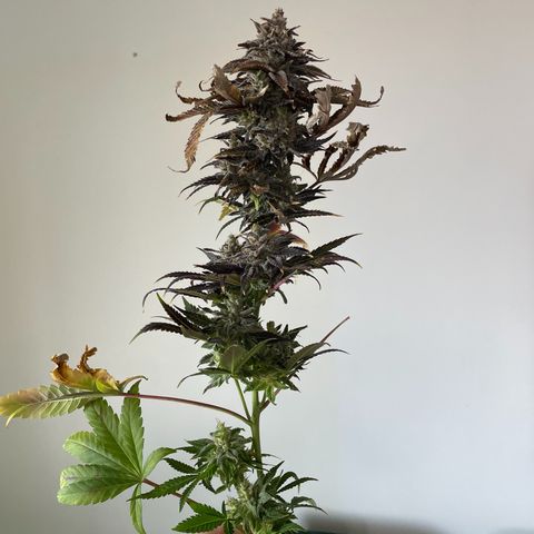 Californian Gold - Lili - 62 j - 9 sem. growlog photo: Récolte de Wish