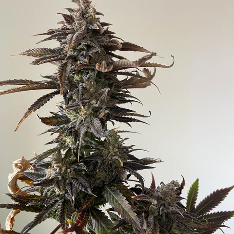 Californian Gold - Lili - 62 j - 9 sem. growlog photo: Récolte de Wish