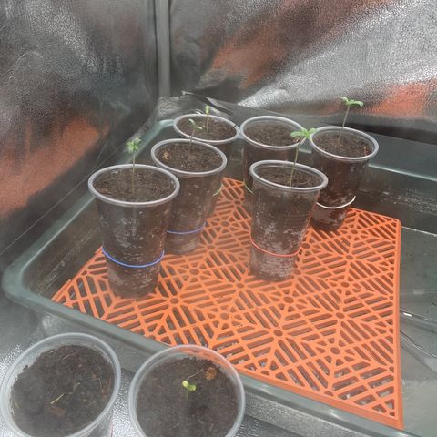 Eleven Roses - Rose 🌹 - 55 j - 8 sem growlog photo: Avec ma louloutte ❤️