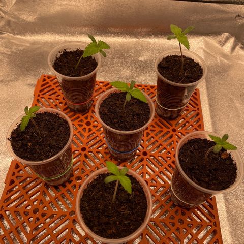 Eleven Roses - Rose 🌹 - 55 j - 8 sem growlog timeline photo