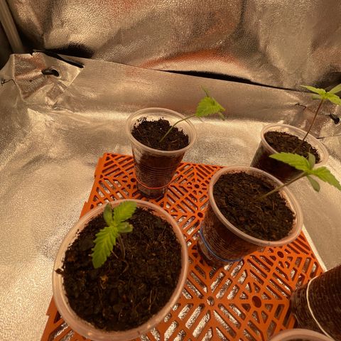 Eleven Roses - Rose 🌹 - 55 j - 8 sem growlog timeline photo