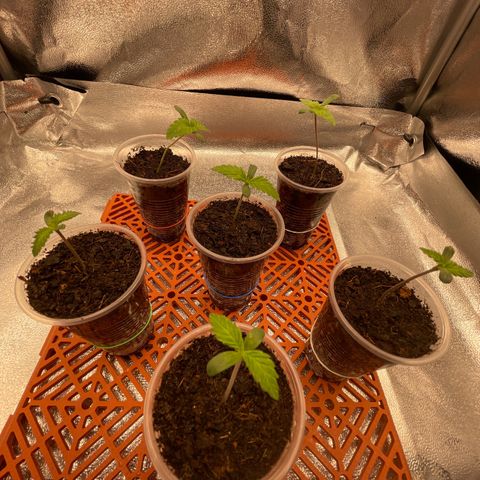 Eleven Roses - Rose 🌹 - 55 j - 8 sem growlog timeline photo