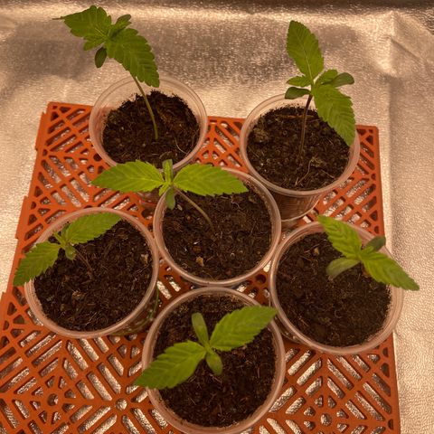 Eleven Roses - Rose 🌹 - 55 j - 8 sem growlog photo: ❤️