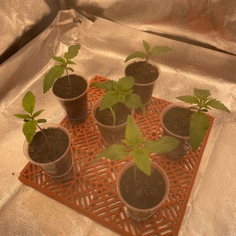 Eleven Roses - Rose 🌹 - 55 j - 8 sem growlog photo: Troisième arrosage ce matin.