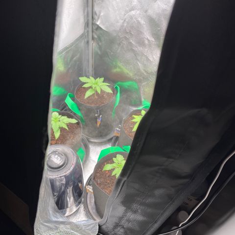 Eleven Roses - Rose 🌹 - 55 j - 8 sem growlog photo: ❤️