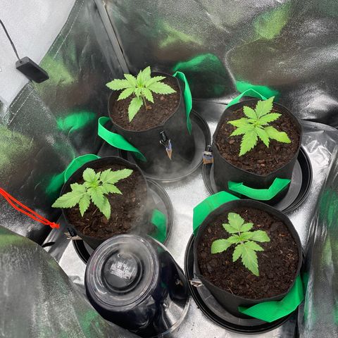 Eleven Roses - Rose 🌹 - 55 j - 8 sem growlog photo: ❤️
