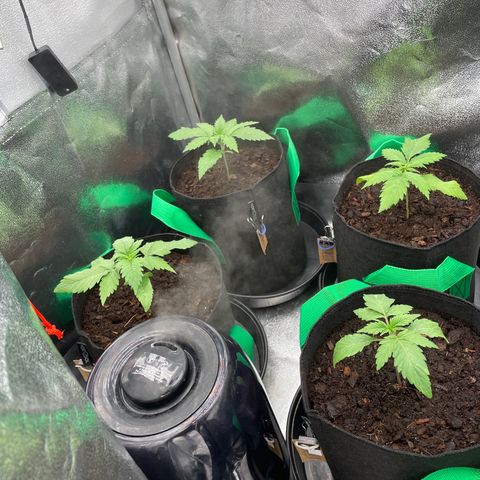 Eleven Roses - Rose 🌹 - 55 j - 8 sem growlog photo: ❤️